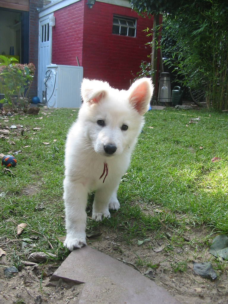 Bild eines weißen Hundes